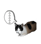 牛猫ののんたんのスタンプ！！（個別スタンプ：6）