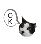 牛猫ののんたんのスタンプ！！（個別スタンプ：7）