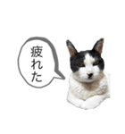 牛猫ののんたんのスタンプ！！（個別スタンプ：8）