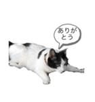 牛猫ののんたんのスタンプ！！（個別スタンプ：9）