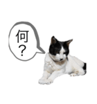 牛猫ののんたんのスタンプ！！（個別スタンプ：11）