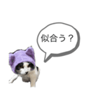 牛猫ののんたんのスタンプ！！（個別スタンプ：13）