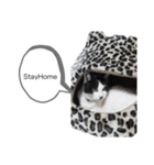 牛猫ののんたんのスタンプ！！（個別スタンプ：15）