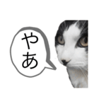 牛猫ののんたんのスタンプ！！（個別スタンプ：16）