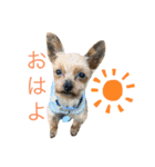 らんとさくら（個別スタンプ：1）