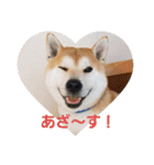 柴犬ちくわのスタンプ（個別スタンプ：1）