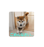 柴犬ちくわのスタンプ（個別スタンプ：2）