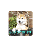 柴犬ちくわのスタンプ（個別スタンプ：3）