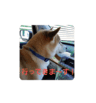 柴犬ちくわのスタンプ（個別スタンプ：4）