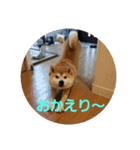 柴犬ちくわのスタンプ（個別スタンプ：5）
