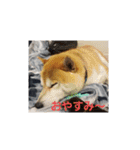 柴犬ちくわのスタンプ（個別スタンプ：6）