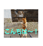 柴犬ちくわのスタンプ（個別スタンプ：7）