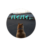 柴犬ちくわのスタンプ（個別スタンプ：8）