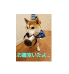 柴犬ちくわのスタンプ（個別スタンプ：9）