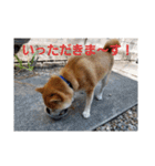 柴犬ちくわのスタンプ（個別スタンプ：10）