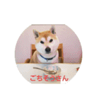 柴犬ちくわのスタンプ（個別スタンプ：11）
