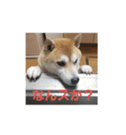 柴犬ちくわのスタンプ（個別スタンプ：12）