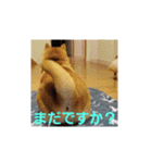 柴犬ちくわのスタンプ（個別スタンプ：13）