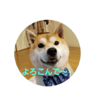 柴犬ちくわのスタンプ（個別スタンプ：14）
