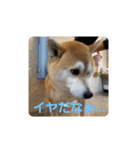 柴犬ちくわのスタンプ（個別スタンプ：15）