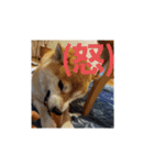 柴犬ちくわのスタンプ（個別スタンプ：17）