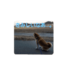 柴犬ちくわのスタンプ（個別スタンプ：18）