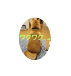 柴犬ちくわのスタンプ（個別スタンプ：19）