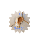 柴犬ちくわのスタンプ（個別スタンプ：20）