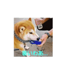 柴犬ちくわのスタンプ（個別スタンプ：21）