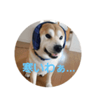 柴犬ちくわのスタンプ（個別スタンプ：22）