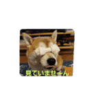 柴犬ちくわのスタンプ（個別スタンプ：23）