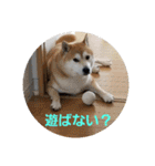 柴犬ちくわのスタンプ（個別スタンプ：24）