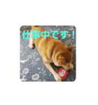 柴犬ちくわのスタンプ（個別スタンプ：25）