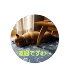 柴犬ちくわのスタンプ（個別スタンプ：26）