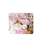 柴犬ちくわのスタンプ（個別スタンプ：27）