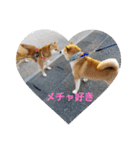 柴犬ちくわのスタンプ（個別スタンプ：28）