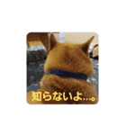 柴犬ちくわのスタンプ（個別スタンプ：29）