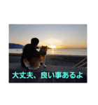 柴犬ちくわのスタンプ（個別スタンプ：30）