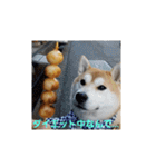 柴犬ちくわのスタンプ（個別スタンプ：31）