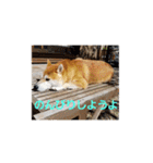 柴犬ちくわのスタンプ（個別スタンプ：32）