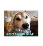 柴犬ちくわのスタンプ（個別スタンプ：33）