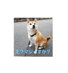 柴犬ちくわのスタンプ（個別スタンプ：34）