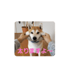 柴犬ちくわのスタンプ（個別スタンプ：36）