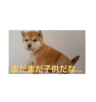 柴犬ちくわのスタンプ（個別スタンプ：37）