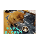 柴犬ちくわのスタンプ（個別スタンプ：38）