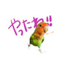 マイロの毎日（個別スタンプ：6）