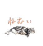 アメショのてんちゃんスタンプ（個別スタンプ：10）