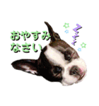 フレブルいろは（個別スタンプ：12）