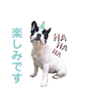 フレブルいろは（個別スタンプ：16）