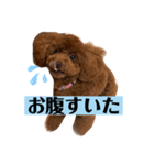 レイアの言葉（個別スタンプ：1）